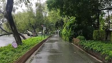 公园雨天小道拍摄实拍树木视频的预览图